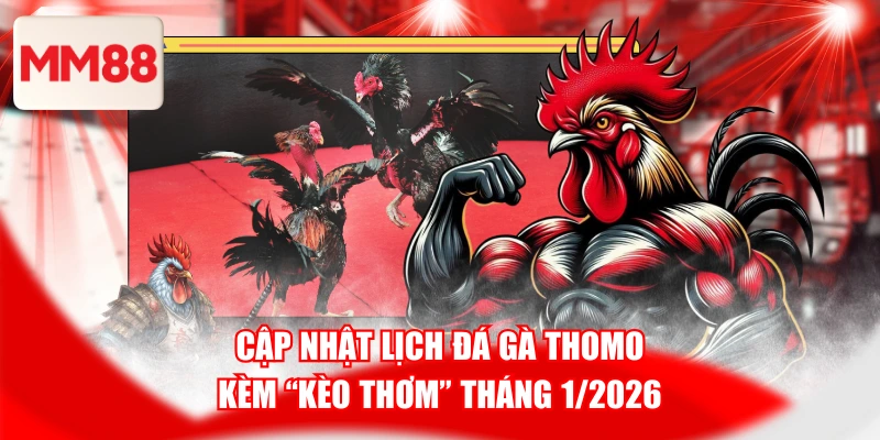 Cập nhật lịch thi đấu đá gà Thomo hạng cân trung (từ 3 đến 4 kg)